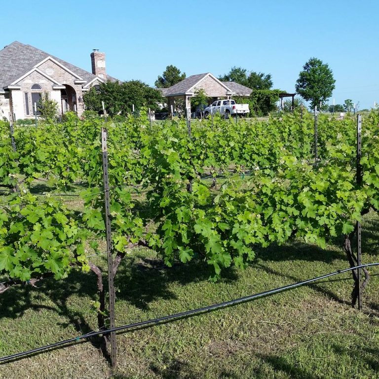 vineyard at the Caudalie winery in texas